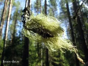 цікаві лишайники