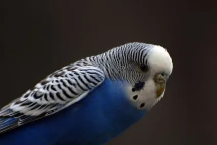 Цікаві факти про хвилясті папужки (melopsittacus undulatus) Цікаві факти про хвилясті папужки