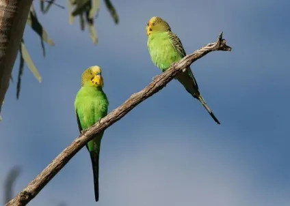 Цікаві факти про хвилясті папужки (melopsittacus undulatus) Цікаві факти про хвилясті папужки