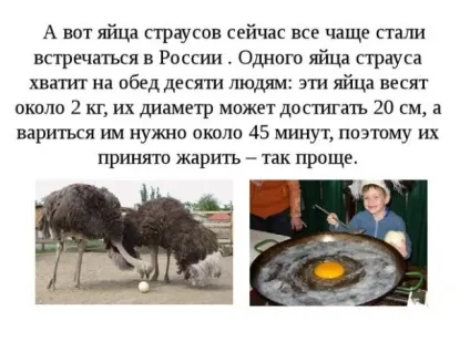 Цікаві факти про страусів швидкість, вага, повадки (швидкість страус скільки коштує гонки важить чому ховає голова пісок цікаві факти яйце вага) Цікаві факти про страусів швидкість, вага, повадки