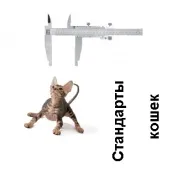Кошеня донський сфінкс ціна