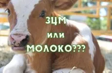 Кормові добавки для корів премікси, мінеральні добавки і БВМК