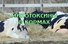 Кормові добавки для корів премікси, мінеральні добавки і БВМК