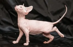 Кошеня донський сфінкс ціна