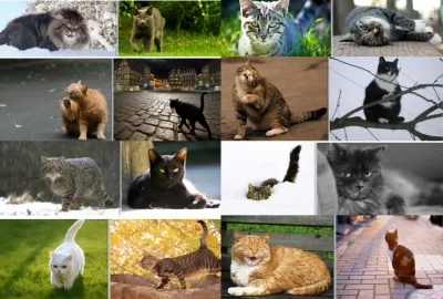 Кот гуляє сам по собі (микола гольбрайх) (весь волелюбний гуляє) Кот гуляє сам по собі (микола гольбрайх)