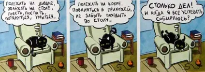 Кошкоманам різного віку забавні комікси - кішки-мишки - в гостях у капітошки (кумедні) Кошкоманам різного віку забавні комікси - кішки-мишки - в гостях у капітошки