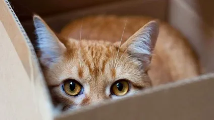 Котячі стреси як їх розпізнати і позбутися від них (котячі) Котячі стреси як їх розпізнати і позбутися від них