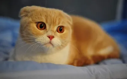Котячі стреси як їх розпізнати і позбутися від них (котячі) Котячі стреси як їх розпізнати і позбутися від них
