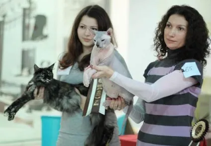 Кошеня донський сфінкс ціна