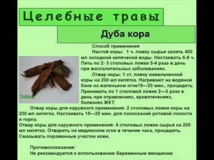 Кора дуба - лікувальні властивості і протипоказання застосування (кора) Кора дуба - лікувальні властивості і протипоказання застосування