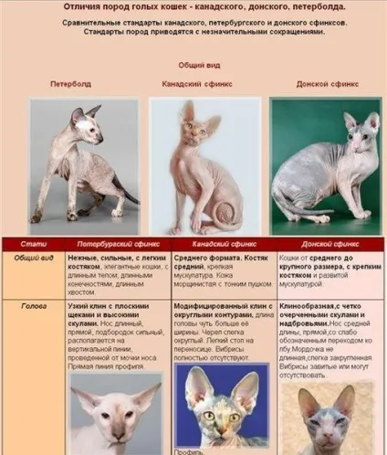 Кішка породи сфінкс
