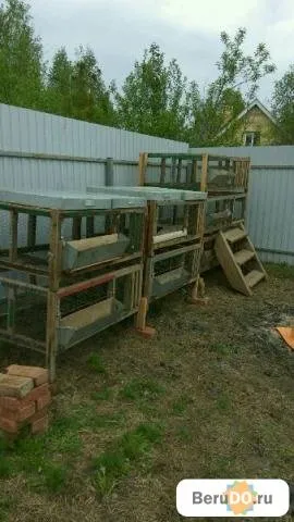 Купити підрощених курчат-бройлерів за недорогою ціною