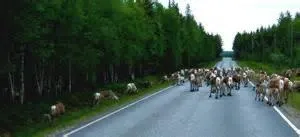 Хто відповідає за люки на дорогах, відомості 2017 рік (за) Хто відповідає за люки на дорогах, відомості 2017 рік