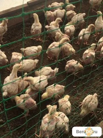 Купити підрощених курчат-бройлерів за недорогою ціною