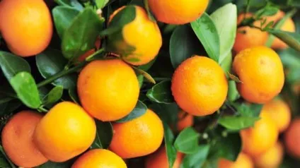 Кумкват - опис продукту на