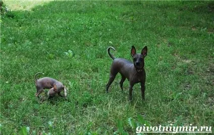 Ксолоитцкуинтли собака