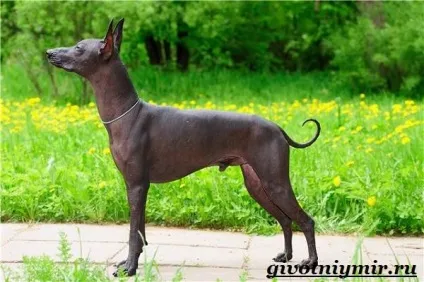 Ксолоитцкуинтли собака