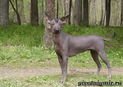 Ксолоитцкуинтли собака