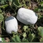 Лагенарії довгоплідних або в'єтнамський кабачок (lagenaria), лавр (лагенария) Лагенарії довгоплідних або в'єтнамський кабачок (lagenaria), лавр