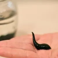 Лікування озокеритом показання і протипоказання до озокеритотерапії, методика процедур і властивості (озокеритотерапії) Лікування озокеритом показання і протипоказання до озокеритотерапії, методика процедур і властивості