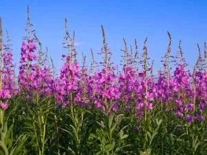 Лікування ендометріоїдних кісти народними засобами (кісти) Лікування ендометріоїдних кісти народними засобами