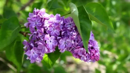 Лікування варикозу микросферами відгуки (відгуки) Лікування варикозу микросферами відгуки