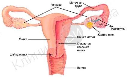Лікування та діагностика захворювань шийки матки (клініка) Лікування та діагностика захворювань шийки матки