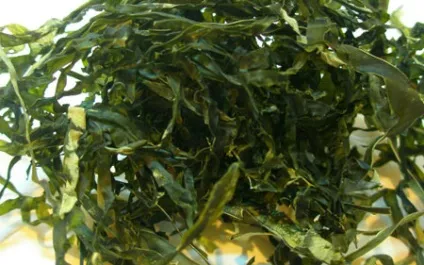 Лікування варикозу народними засобами (засобами) Лікування варикозу народними засобами