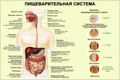 Лікування вірусного гастроентериту