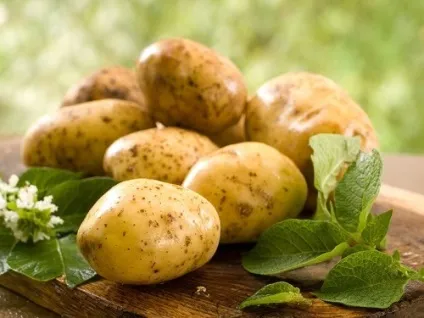 Лікування картоплею - популярні способи (лікування картоплею) Лікування картоплею - популярні способи