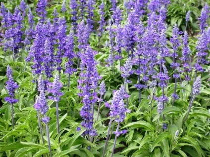 Лікування безпліддя народними засобами, відгуки жінок (засобами) Лікування безпліддя народними засобами, відгуки жінок