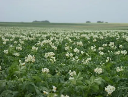 Лікування картоплею - популярні способи (лікування картоплею) Лікування картоплею - популярні способи