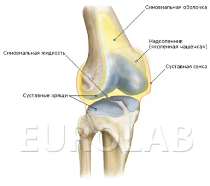 Лікування хондроматоз колінного суглоба - медичний портал eurolab (суглоба) Лікування хондроматоз колінного суглоба - медичний портал eurolab