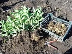 Лілії осіння викопала і розмноження