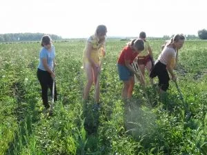 Літня трудова практика в школі (трудова) Літня трудова практика в школі