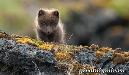 Лиса чернобурка
