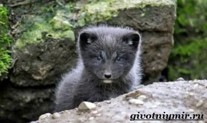 Лиса чернобурка