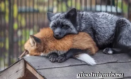 Лиса чернобурка