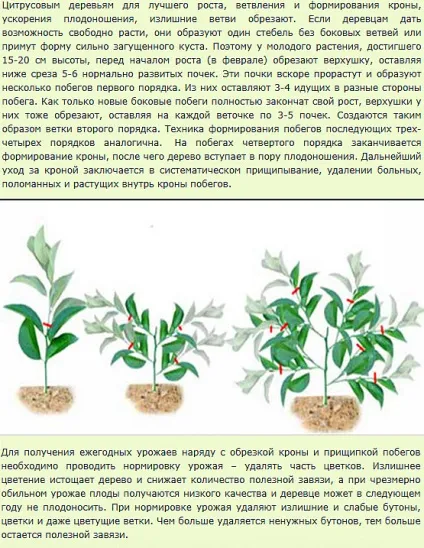 Лимонне дерево