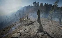 Краще дорогий оригінал, ніж дешева підробка (Абхазії постраждав через сильний) Краще дорогий оригінал, ніж дешева підробка