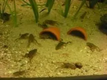 Жаба карликова (hymenochirus boettgeri) (жаба) Жаба карликова (hymenochirus boettgeri)