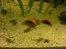 Жаба карликова (hymenochirus boettgeri) (boettgeri) Жаба карликова (hymenochirus boettgeri)