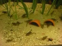 Жаба карликова (hymenochirus boettgeri) (жаба) Жаба карликова (hymenochirus boettgeri)