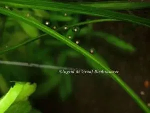 Жаба карликова (hymenochirus boettgeri) (boettgeri) Жаба карликова (hymenochirus boettgeri)