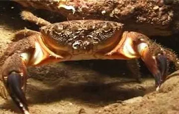 Ловля крабів в чорному морі - рибиУкаіни і світу (ловля крабів краболовкой) Ловля крабів в чорному морі - рибиУкаіни та світу