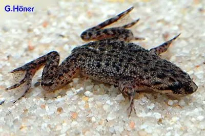 Жаба карликова (hymenochirus boettgeri) (карликова) Жаба карликова (hymenochirus boettgeri)
