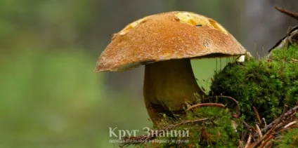 Помилковий моховик - опис, відмінності, фото - коло знань