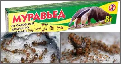 Кращий засіб від мурашок як зробити правильний вибір (краще) Кращий засіб від мурашок як зробити правильний вибір