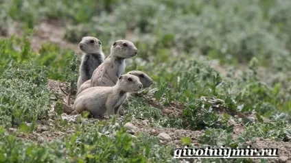 лугові собачки