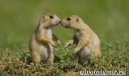 лугові собачки